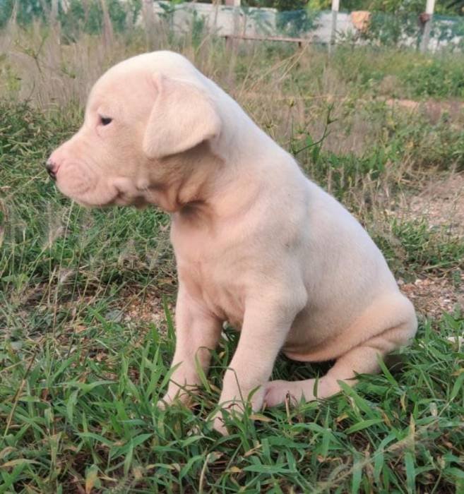 DogsIndia.com - Dogo Argentino - Rajesh