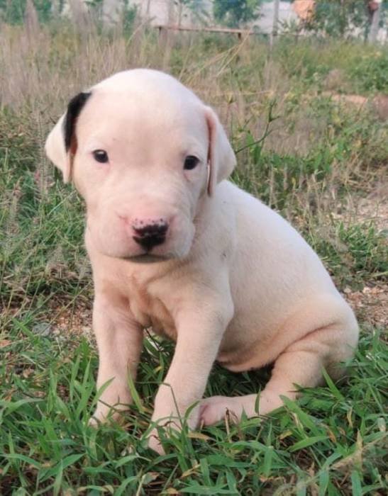 DogsIndia.com - Dogo Argentino - Rajesh