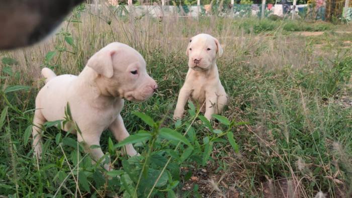 DogsIndia.com - Dogo Argentino - Rajesh