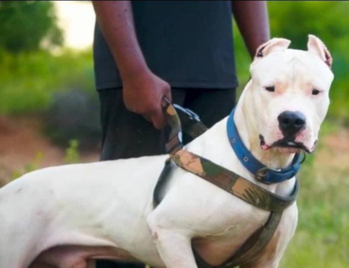 DogsIndia.com - Dogo Argentino - Rajesh