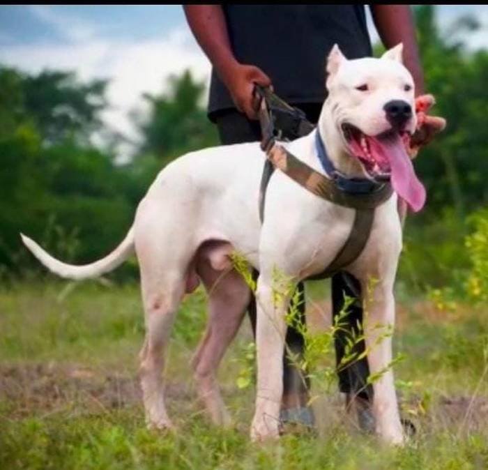 DogsIndia.com - Dogo Argentino - Rajesh