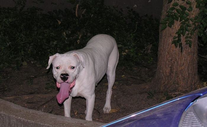 DogsIndia.com - Dogo Argentino - Argentine Mastiff - Dogovin Kennels