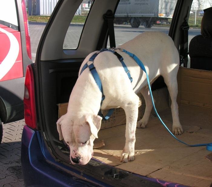 DogsIndia.com - Dogo Argentino - Argentine Mastiff - Dogovin Kennels
