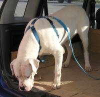 DogsIndia.com - Dogo Argentino - Argentine Mastiff - Dogovin Kennels
