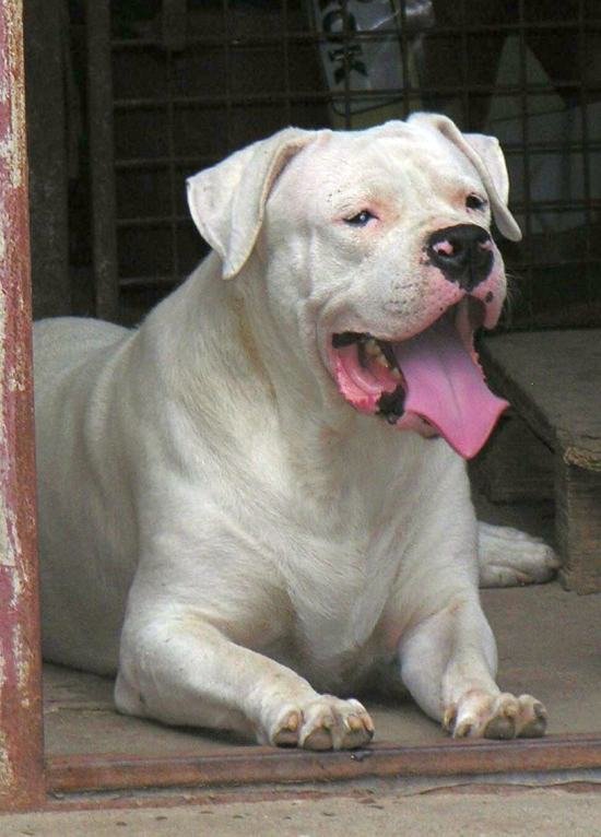 DogsIndia.com - Dogo Argentino - Argentine Mastiff - Dogovin Kennels