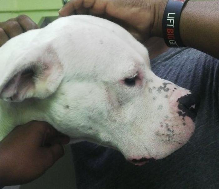 DogsIndia.com - Dogo Argentino - Argentine Mastiff - Dogovin Kennels