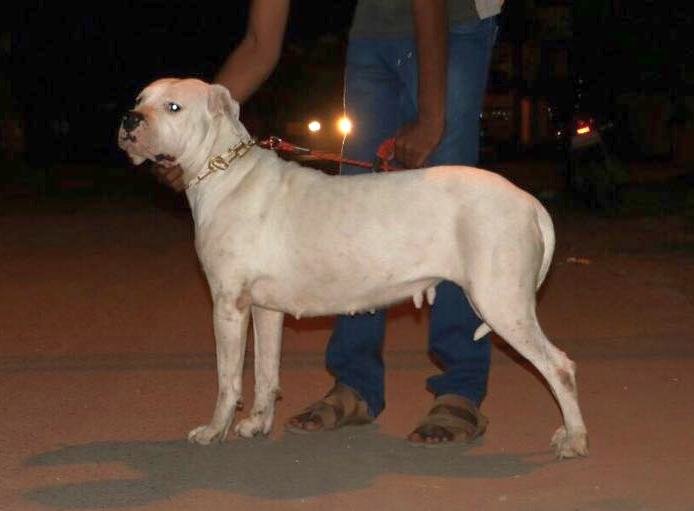 DogsIndia.com - Dogo Argentino - Argentine Mastiff - Dogovin Kennels