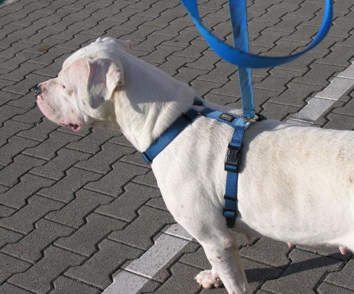 DogsIndia.com - Dogo Argentino - Argentine Mastiff - Dogovin Kennels