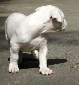 DogsIndia.com - Dogo Argentino - Argentine Mastiff - Dogovin Kennels