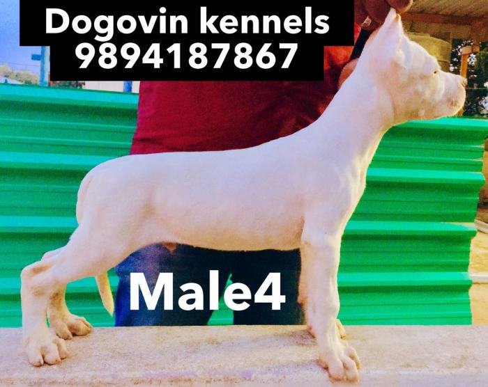 DogsIndia.com - Dogo Argentino - Argentine Mastiff - Dogovin Kennels