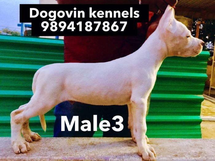 DogsIndia.com - Dogo Argentino - Argentine Mastiff - Dogovin Kennels
