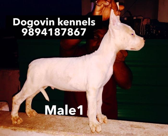 DogsIndia.com - Dogo Argentino - Argentine Mastiff - Dogovin Kennels