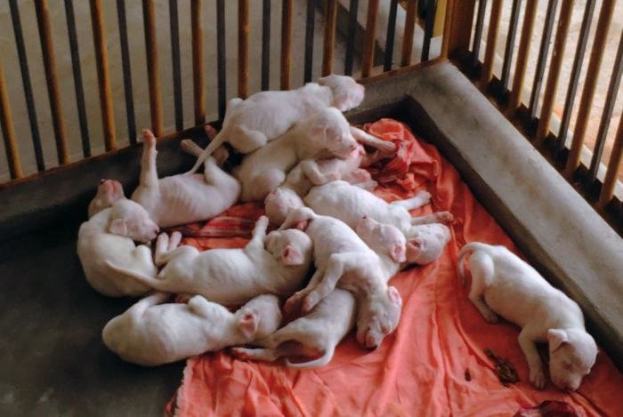DogsIndia.com - Dogo Argentino - Argentine Mastiff - Dogovin Kennels
