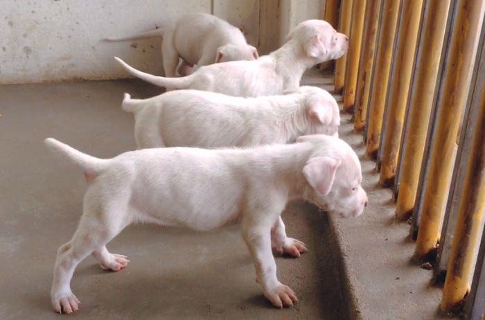 DogsIndia.com - Dogo Argentino - Argentine Mastiff - Dogovin Kennels