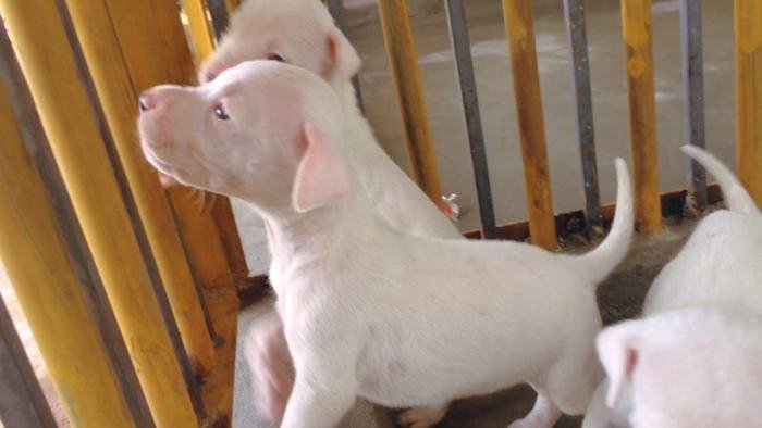 DogsIndia.com - Dogo Argentino - Argentine Mastiff - Dogovin Kennels