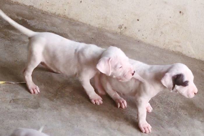 DogsIndia.com - Dogo Argentino - Argentine Mastiff - Dogovin Kennels