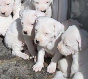 DogsIndia.com - Dogo Argentino - Argentine Mastiff - Dogovin Kennels