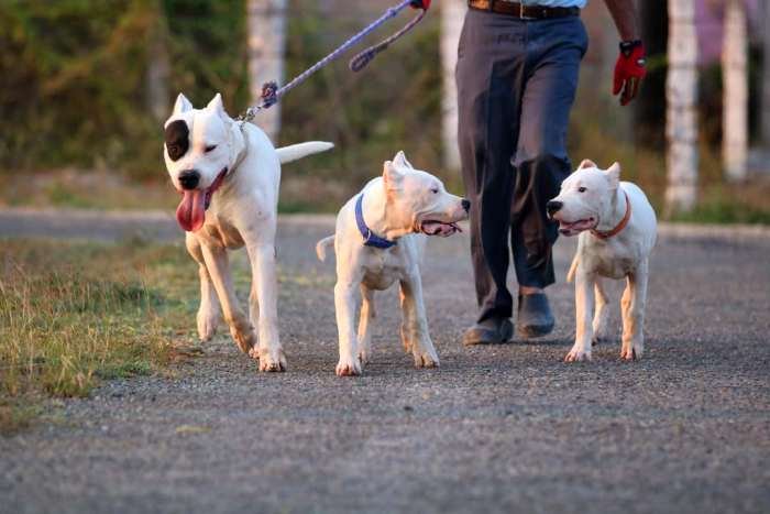 DogsIndia.com - Dogo Argentino - Argentine Mastiff - Dogovin Kennels