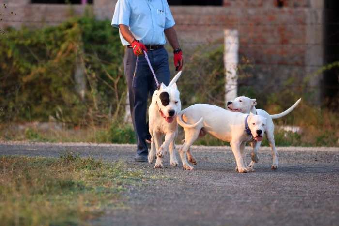 DogsIndia.com - Dogo Argentino - Argentine Mastiff - Dogovin Kennels