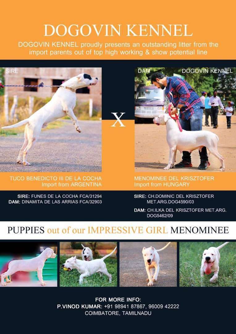DogsIndia.com - Dogo Argentino - Argentine Mastiff - Dogovin Kennels