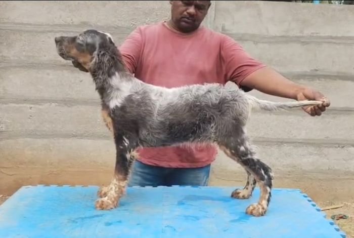 DogsIndia.com English Setter Free For Adoption - Arvind