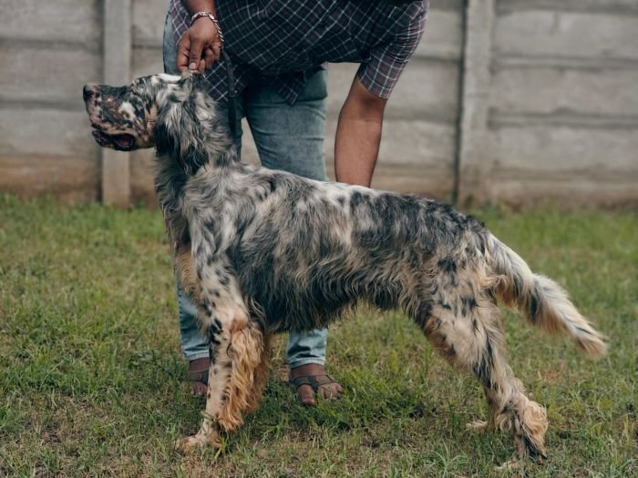 DogsIndia.com - English Setter - Arvind