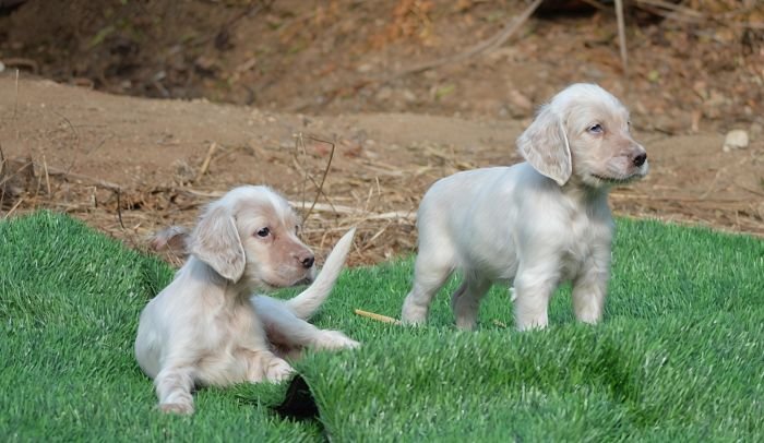 DogsIndia.com - English Setter - Arvind