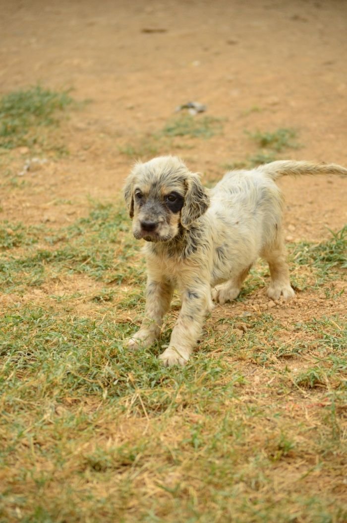 DogsIndia.com - English Setter - Arvind