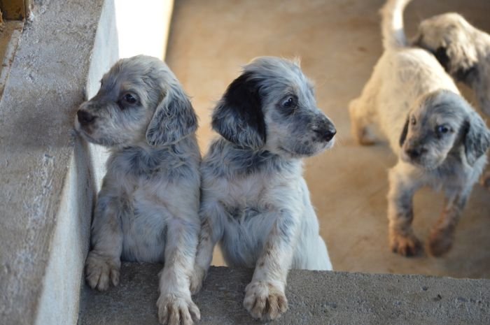 DogsIndia.com - English Setter - Arvind
