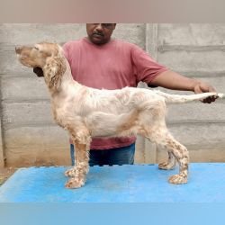 DogsIndia.com - English Setter - Arvind
