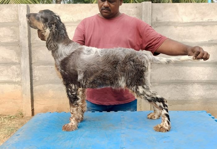 DogsIndia.com - English Setter - Arvind