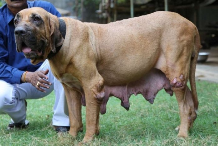DogsIndia.com - Fila Brasileiro - Gopi Kanth