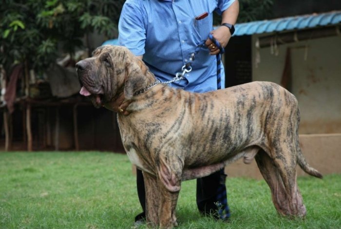 DogsIndia.com - Fila Brasileiro - Gopi Kanth