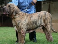 DogsIndia.com - Fila Brasileiro - Gopi Kanth