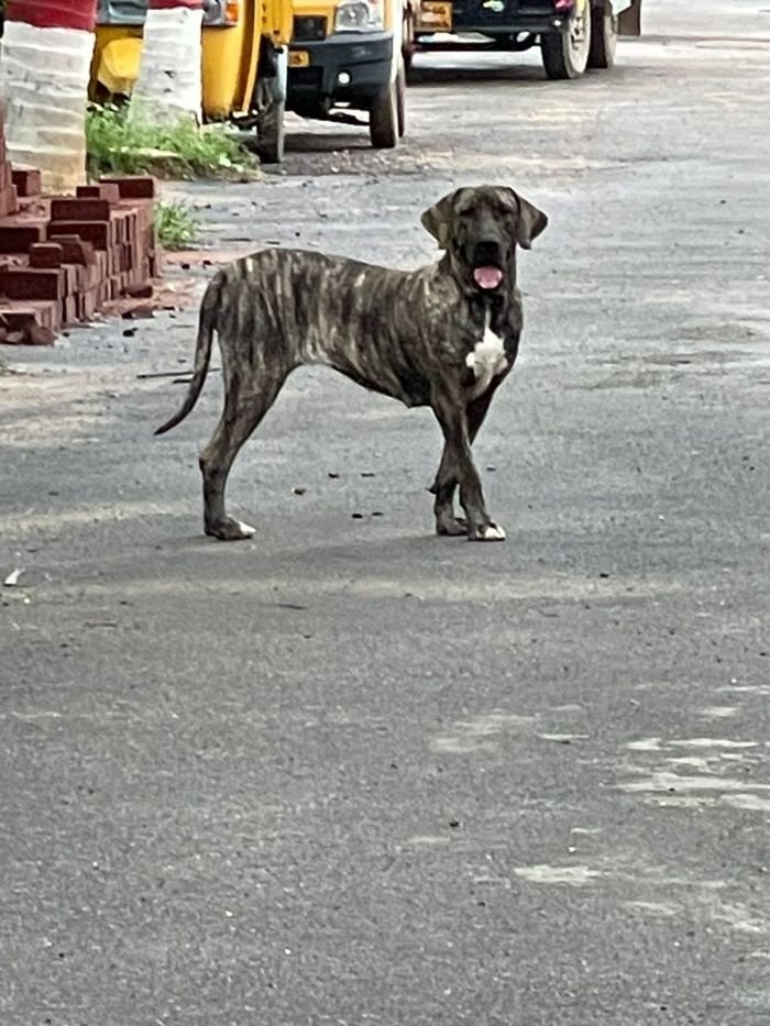DogsIndia.com - Fila Brasileiro - Guhan
