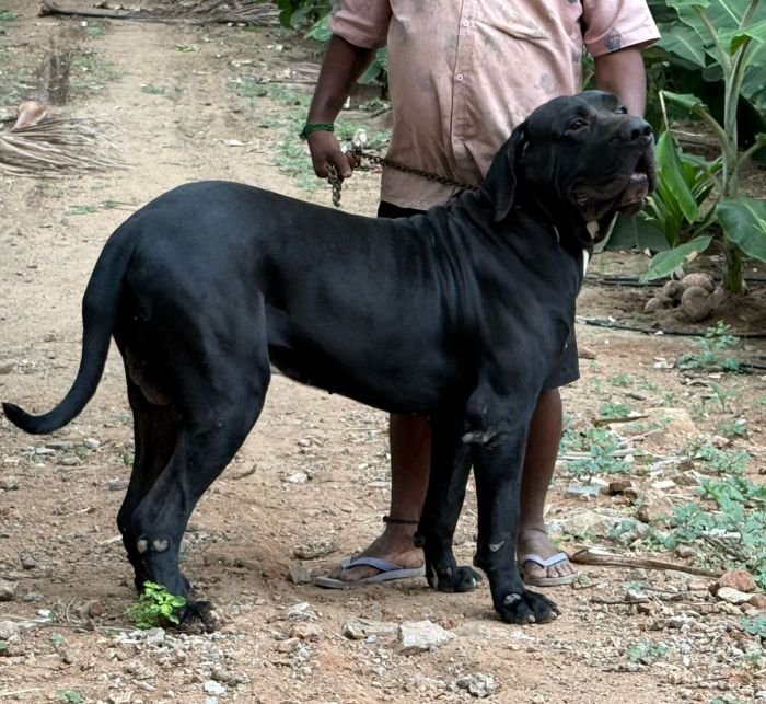 DogsIndia.com - Fila Brasileiro - Guhan