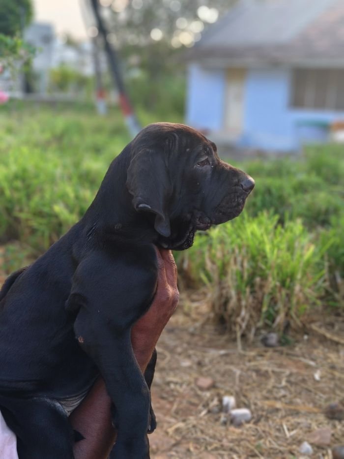DogsIndia.com - Fila Brasileiro - Guhan