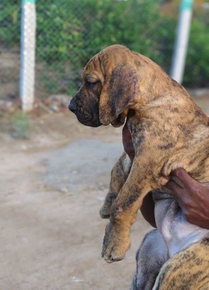 DogsIndia.com - Fila Brasileiro - Guhan
