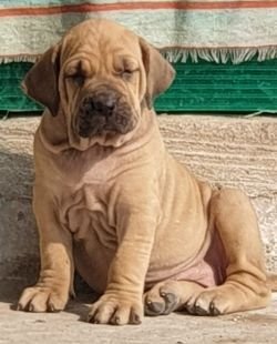 DogsIndia.com - Fila Brasileiro - Dr.Sayantan Patra