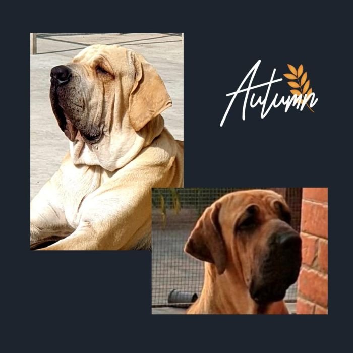 DogsIndia.com  Fila Brasileiro  Dr.Sayantan Patra