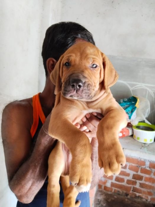 DogsIndia.com  Fila Brasileiro  Dr.Sayantan Patra