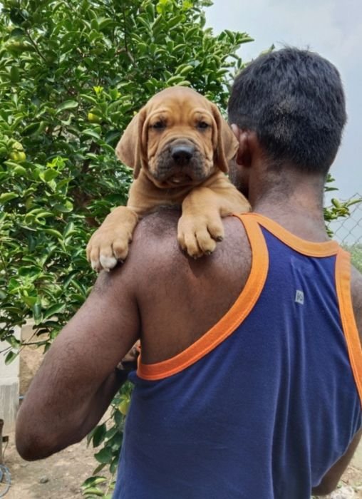 DogsIndia.com  Fila Brasileiro  Dr.Sayantan Patra