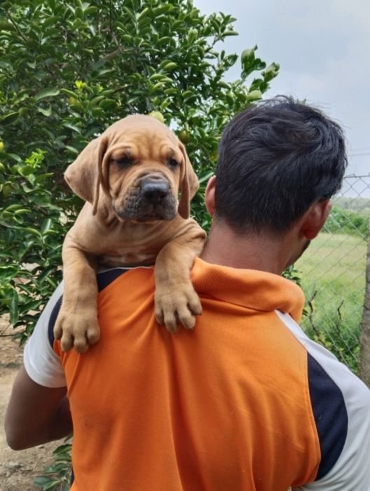 DogsIndia.com  Fila Brasileiro  Dr.Sayantan Patra