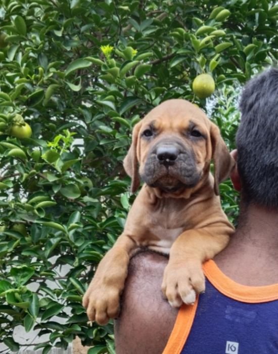 DogsIndia.com  Fila Brasileiro  Dr.Sayantan Patra