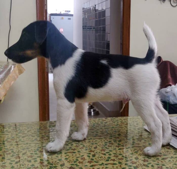 DogsIndia.com - Fox Terrier - Abbheraj Singh