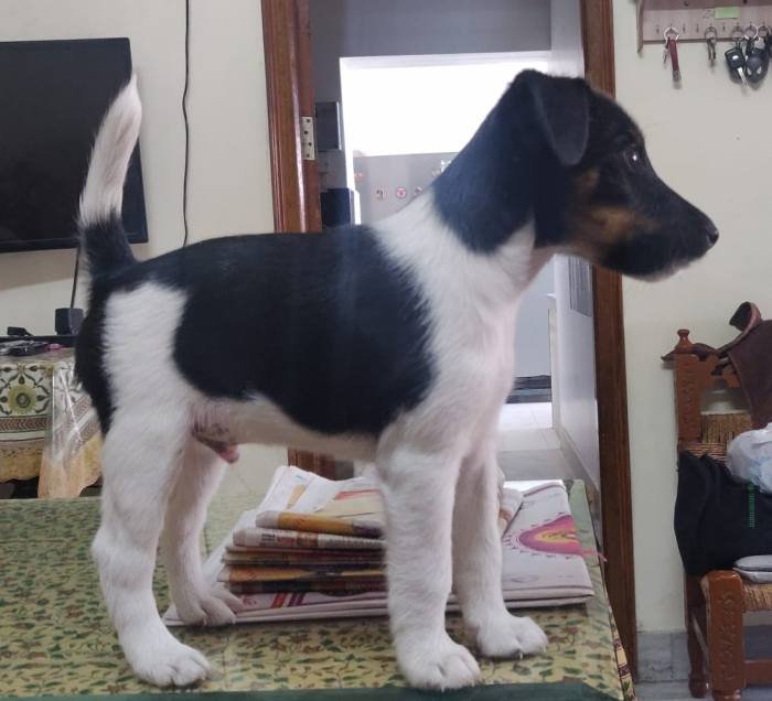 DogsIndia.com - Fox Terrier - Abbheraj Singh