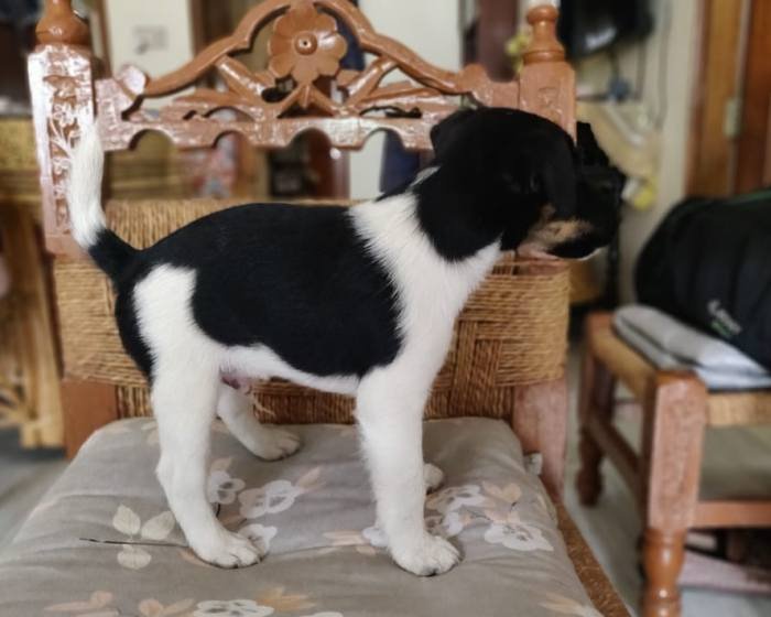 DogsIndia.com - Fox Terrier - Abbheraj Singh