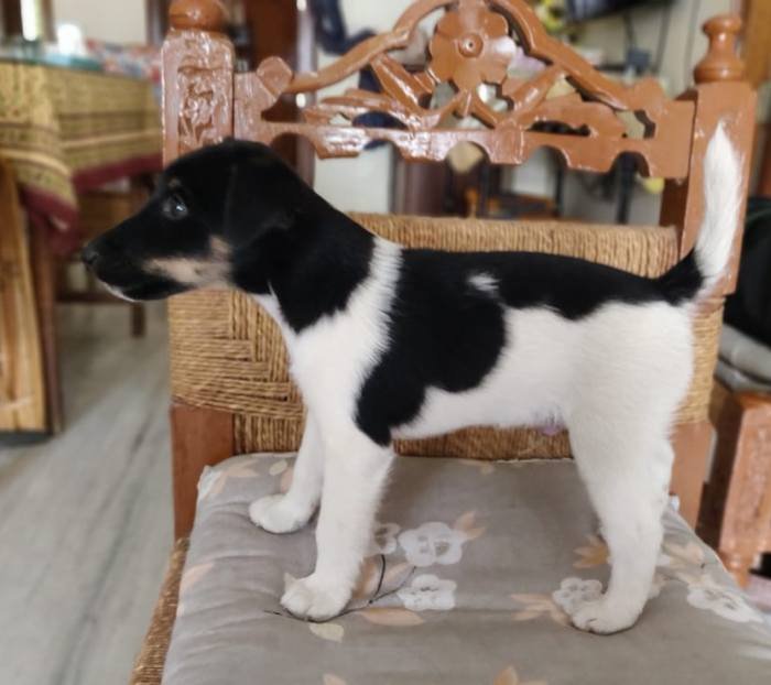 DogsIndia.com - Fox Terrier - Abbheraj Singh