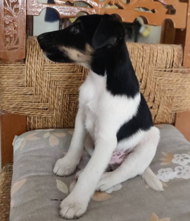 DogsIndia.com - Fox Terrier - Abbheraj Singh