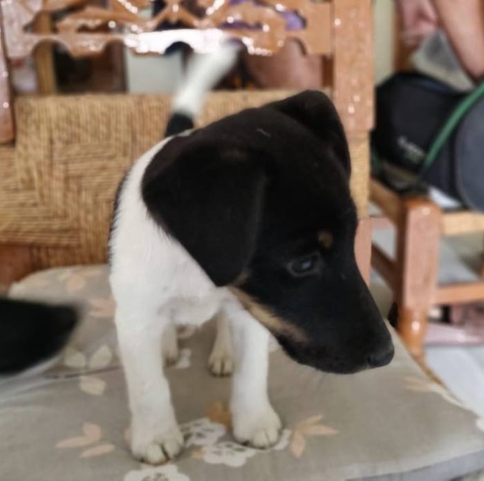 DogsIndia.com - Fox Terrier - Abbheraj Singh